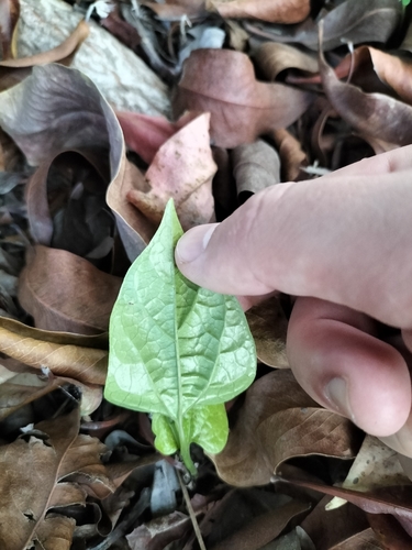 Aristolochia acuminata, photograph 3