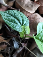 Aristolochia acuminata, photograph Matt B, CC BY, iNaturalist via GBIF