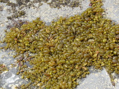 Adenocystis utricularis