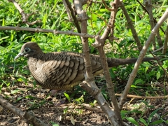 Geopelia striata