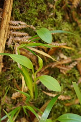 Chiloglottis cornuta