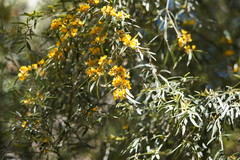 Oxylobium arborescens