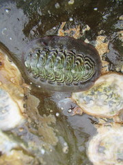 Onithochiton neglectus