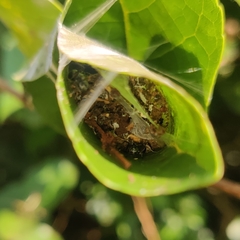Polyrhachis tibialis