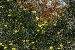 Ranunculus alberti