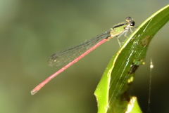 Oxyagrion