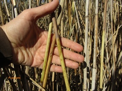 Phragmites australis