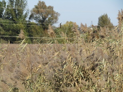 Phragmites australis