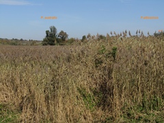 Phragmites australis