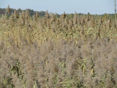 Phragmites australis