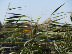 Phragmites australis altissimus