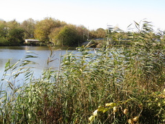 Phragmites australis altissimus