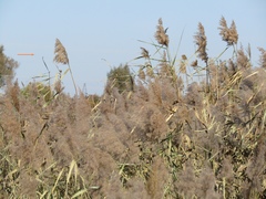 Phragmites australis altissimus