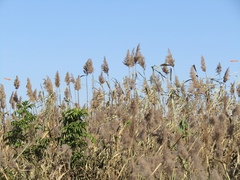 Phragmites australis altissimus