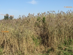 Phragmites australis altissimus