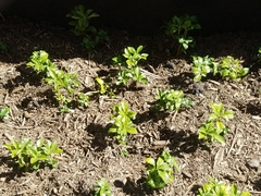 Pachysandra terminalis