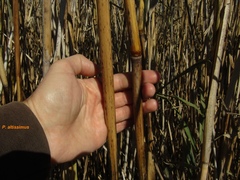 Phragmites australis altissimus