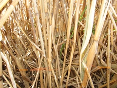 Phragmites australis altissimus