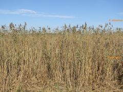 Phragmites australis altissimus