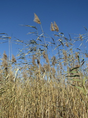 Phragmites australis altissimus
