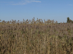 Phragmites australis altissimus