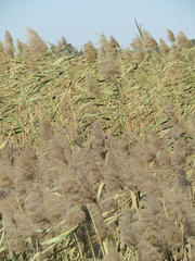 Phragmites australis altissimus