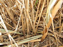 Phragmites australis altissimus
