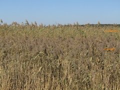 Phragmites australis altissimus