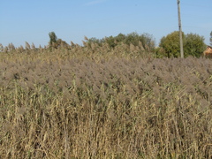 Phragmites australis altissimus