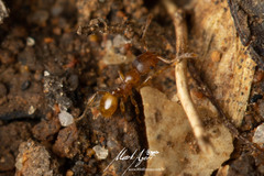 Pheidole rugosula