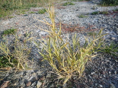 Phragmites australis altissimus