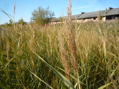 Phragmites australis altissimus