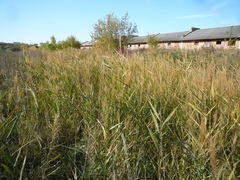 Phragmites australis altissimus