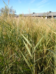 Phragmites australis altissimus