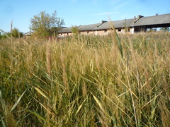 Phragmites australis altissimus