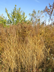 Phragmites australis altissimus