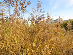 Phragmites australis altissimus