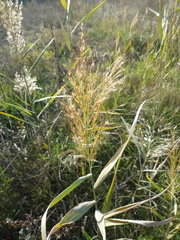 Phragmites australis altissimus