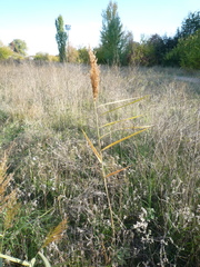 Phragmites australis altissimus