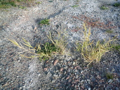 Phragmites australis altissimus