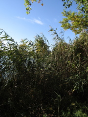 Phragmites australis altissimus