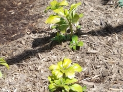 Pachysandra terminalis