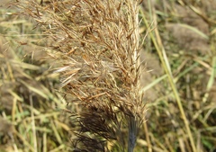 Phragmites australis altissimus