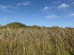 Phragmites australis altissimus