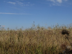 Phragmites australis altissimus