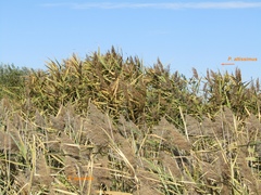 Phragmites australis altissimus