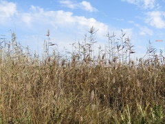Phragmites australis altissimus