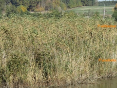 Phragmites australis altissimus
