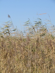 Phragmites australis altissimus
