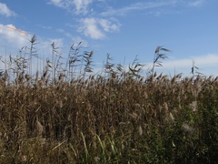 Phragmites australis altissimus